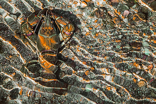Crayfish Holds Onto Riverbed Floor Among Rippling Water (Orange Tint)