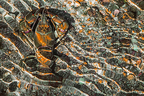 Crayfish Holds Onto Riverbed Floor Among Rippling Water (Orange Tint Photo)