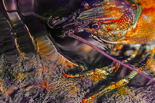 Crayfish Swims Against Rippling Water (Orange Tint Photo)