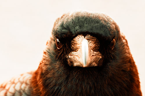 Creepy Close Eye Contact With A Crow (Orange Tint Photo)