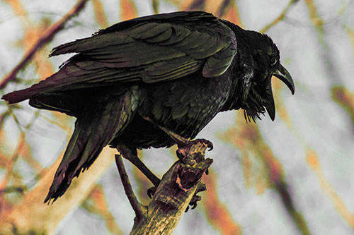 Croaking Raven Perched Atop Broken Tree Branch (Orange Tint Photo)