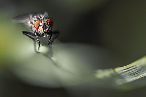 Crouching Cluster Fly Balances Among Grass Blade (Orange Tint)