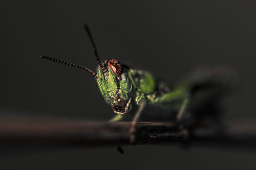 Crouching Grasshopper Gripping Onto Grass Blade (Orange Tint)
