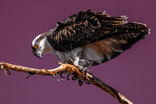 Crouching Osprey Hawk Looking Below Shredded Tree Branch (Orange Tint)