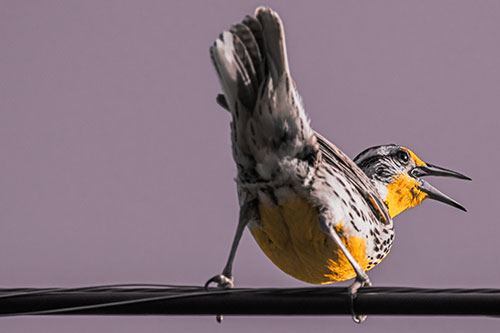 Crouching Western Meadowlark Singing Towards Sunlight (Orange Tint)