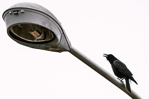 Crow Cawing Atop Sloping Light Pole (Orange Tint Photo)