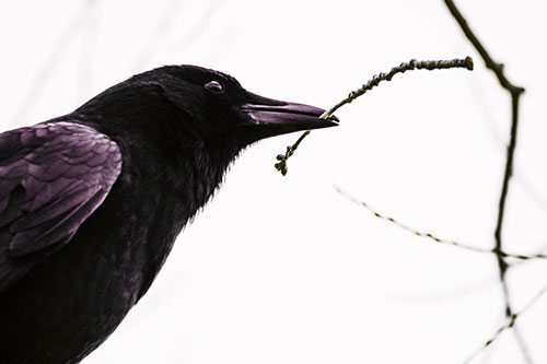 Crow Clasping Stick Among Tree Branches (Orange Tint Photo)