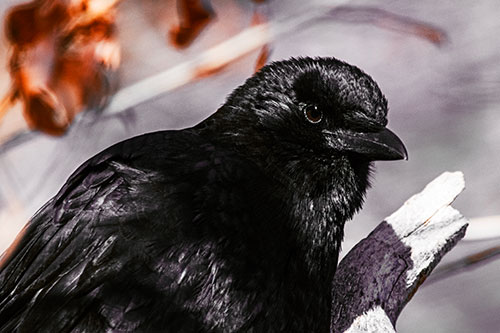 Crow Enjoys Sunshine Atop Broken Tree Branch (Orange Tint)