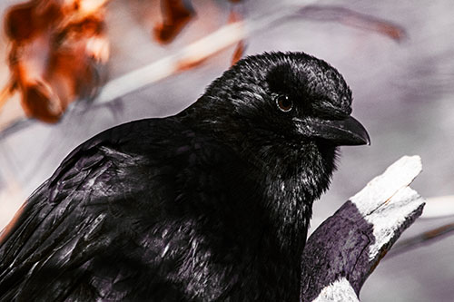 Crow Enjoys Sunshine Atop Broken Tree Branch (Orange Tint Photo)