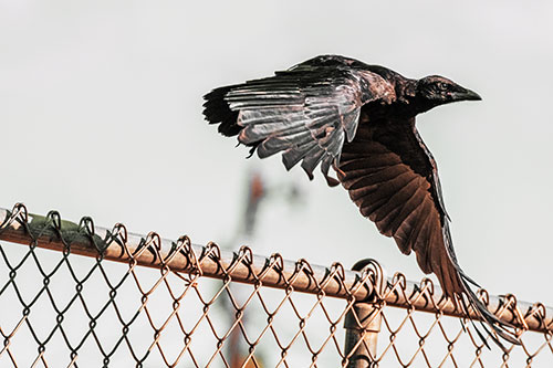 Crow Flying Over Chain Link Fence (Orange Tint)