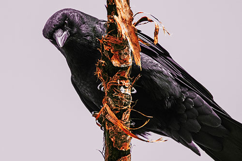 Crow Glaring Downward Atop Peeling Tree Branch (Orange Tint Photo)