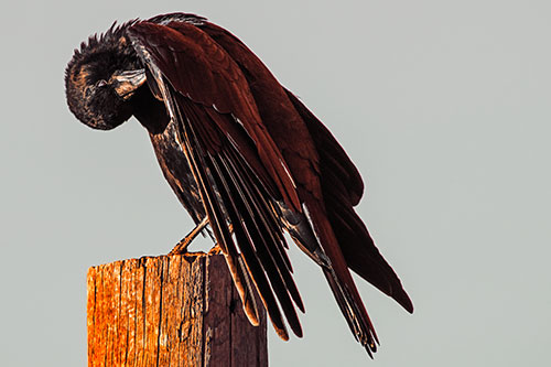 Crow Grooming Wing Atop Wooden Post (Orange Tint Photo)
