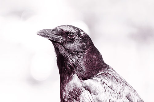 Crow Posing For Headshot (Orange Tint Photo)