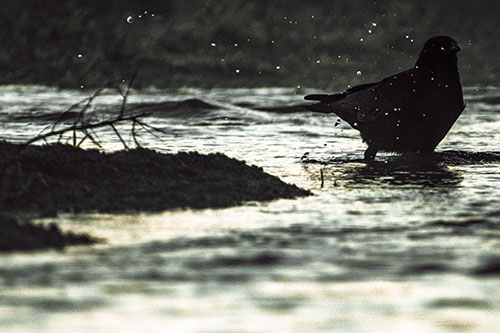 Crow Splashing River Water (Orange Tint Photo)