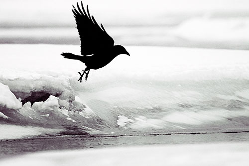 Crow Taking Flight Off Icy Shoreline (Orange Tint Photo)