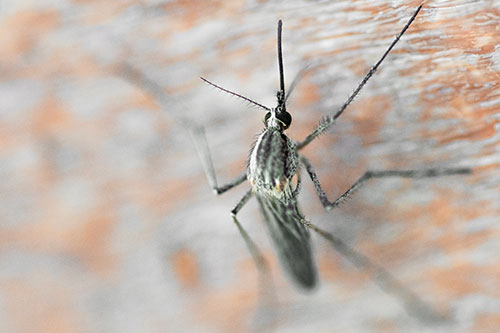Culex Pipien Mosquito Resting Vertically (Orange Tint Photo)