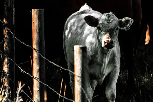 Curious Cow Calf Making Eye Contact (Orange Tint Photo)