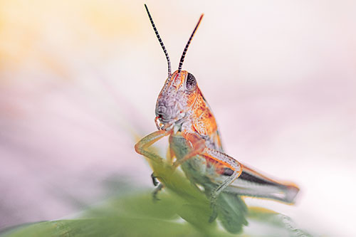 Curious Crouching Grasshopper Perched Atop Leaf Petal (Orange Tint)