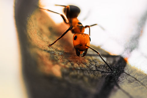 Curious Fire Ant Spreads Mandibles Among Sloping Milkweed Leaf (Orange Tint)
