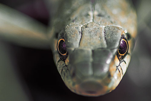 Curious Garter Snake Makes Direct Eye Contact (Orange Tint Photo)