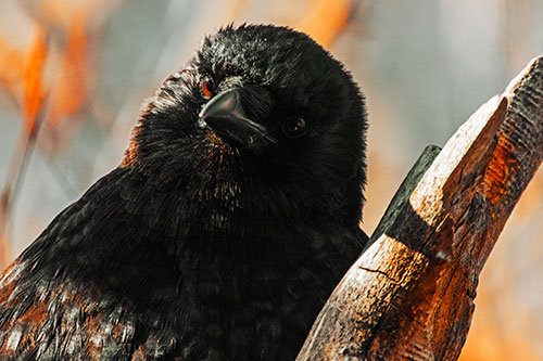 Curious Head Tilting Crow Perched Among Tree Branch (Orange Tint)