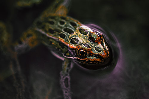 Curious Leopard Frog Peeking Head Above Water (Orange Tint Photo)