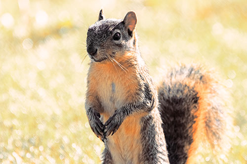 Curious Squirrel Standing On Hind Legs (Orange Tint Photo)