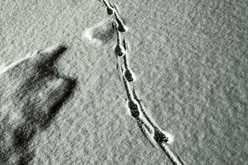 Curving Animal Footprint Trail Dragging Along Snow (Orange Tint Photo)