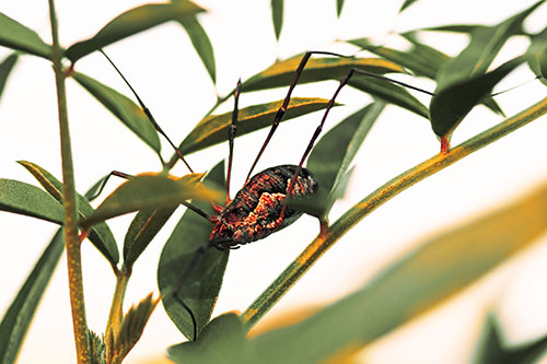 Daddy Longlegs Harvestmen Spider Crawling Down Plant Stem (Orange Tint Photo)