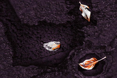 Damp Leaf Face Rests Atop Wet Desiccating Pavement (Orange Tint)