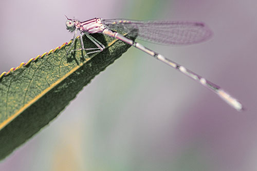 Damselfly Clamping Onto Leaf Petal Edge (Orange Tint)