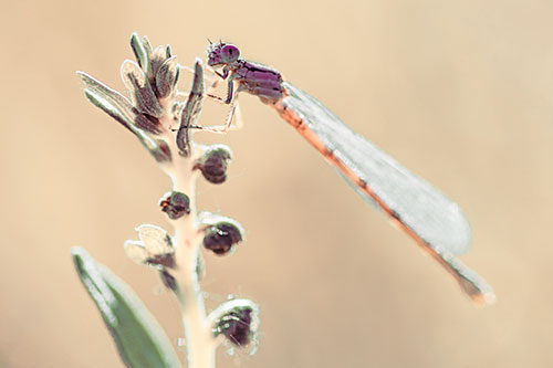Damselfly Clings Ahold Plant Top (Orange Tint)
