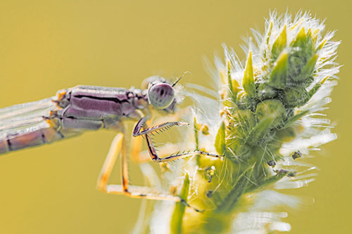 Damselfly Perched Among Fuzzy Plant (Orange Tint)