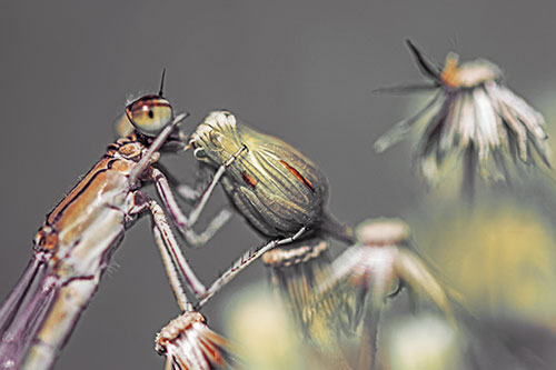Damselfly Rubbing Eye Among Horseweeds (Orange Tint)