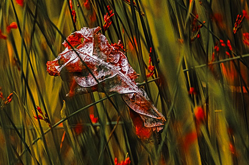 Dead Decayed Leaf Rots Among Reed Grass (Orange Tint Photo)
