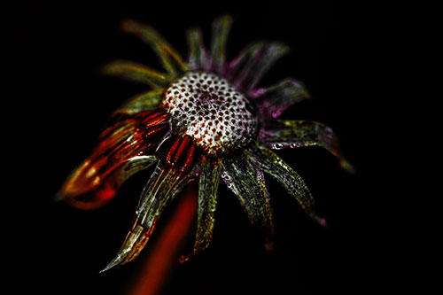 Dead Dewy Rotting Salsify Flower (Orange Tint Photo)