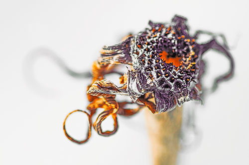 Dead Dry Gumplant Shriveling Among Cold (Orange Tint)