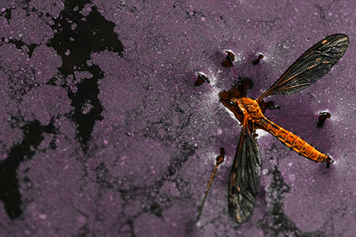 Dead Floating Crane Fly Partly Submerged Among Oily Water (Orange Tint)