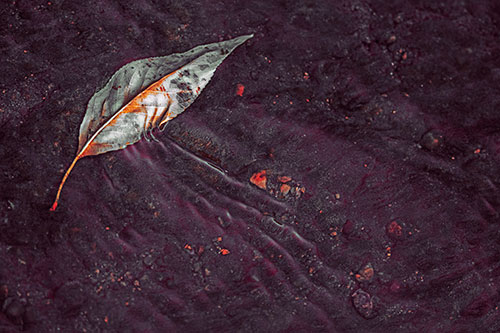 Dead Floating Leaf Creates Shallow Water Ripples (Orange Tint Photo)