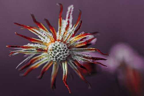 Dead Frozen Ice Covered Aster Flower (Orange Tint)