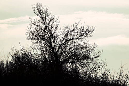 Dead Leafless Tree Standing Tall (Orange Tint Photo)