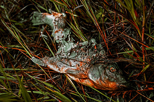 Decaying Salmon Fish Rotting Among Grass (Orange Tint Photo)