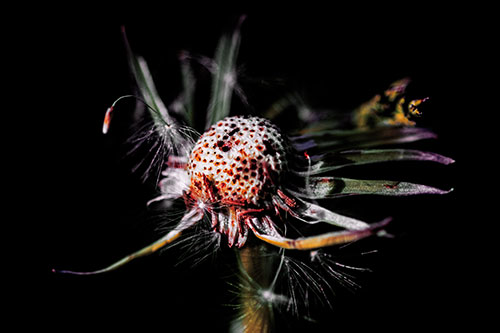 Decaying Seed Toothed Dandelion Creature (Orange Tint)