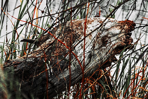 Decaying Serpent Tree Log Creature (Orange Tint Photo)