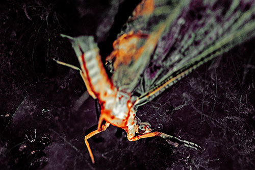 Deceased Mayfly Floating Atop Shallow River Shore (Orange Tint)