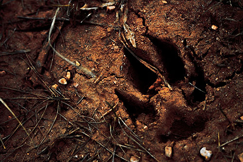 Deep Muddy Dog Footprint (Orange Tint Photo)