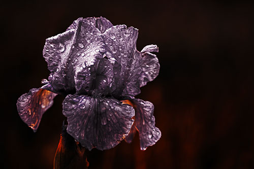 Dew Face Appears Among Wet Iris Flower (Orange Tint Photo)