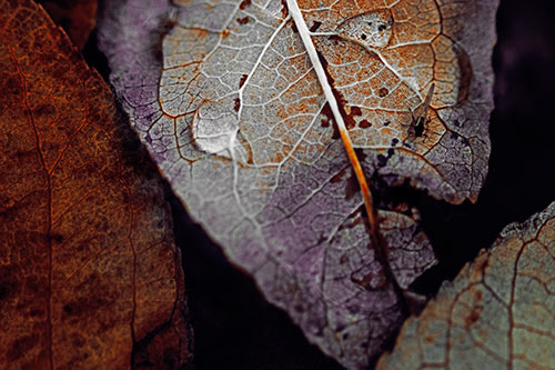 Dewy Eyed Leaf Face Cringing Towards Bug (Orange Tint)
