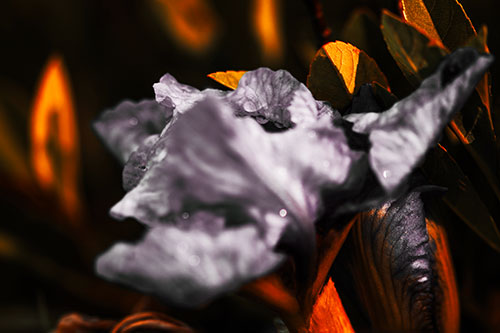 Dewy Iris Flower Creature Face (Orange Tint Photo)