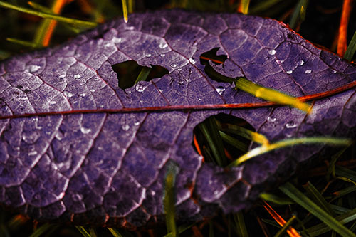 Dewy Pierced Leaf Face Screaming Among Grass Blades (Orange Tint)